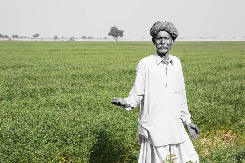 A Bhil farmer standing amidst gram crop growing in his 'khadin', developed under the guidance of Chattar Singh Jam, the Water Wizard of Thar Desert, in Jaisalmer district, Rajasthan